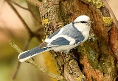 Azure Tit - Cyanistes cyanus © John Muddeman